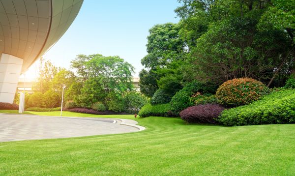 Commercial Shrub Trimming in Gainesville