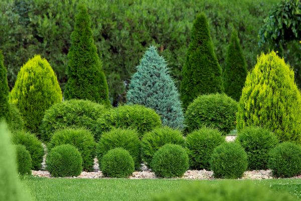 Bush Shaping Service in Gainesville