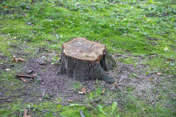 Bush Stump Removal in Gainesville