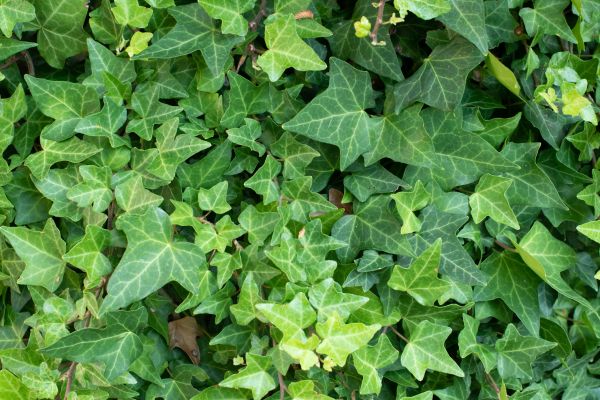 English Ivy Removal in Gainesville