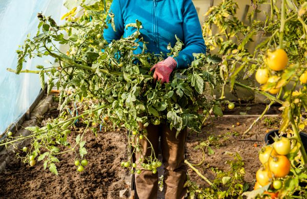 Garden Plant Removal in Gainesville