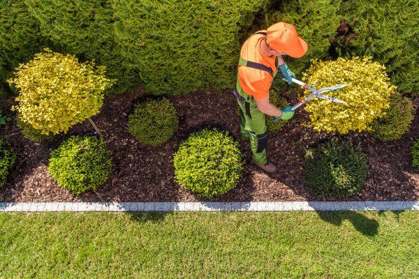 Topiary Trimming in Gainesville
