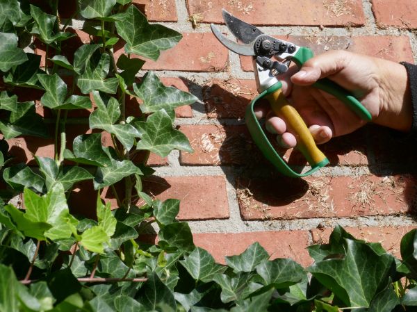 Ivy Removal Service in Gainesville