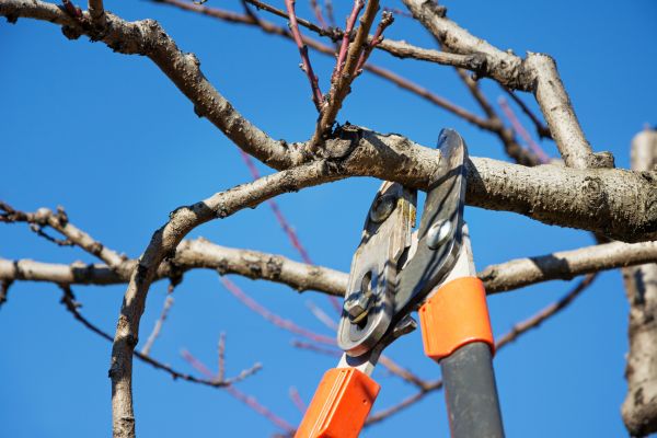 Selective Pruning in Gainesville