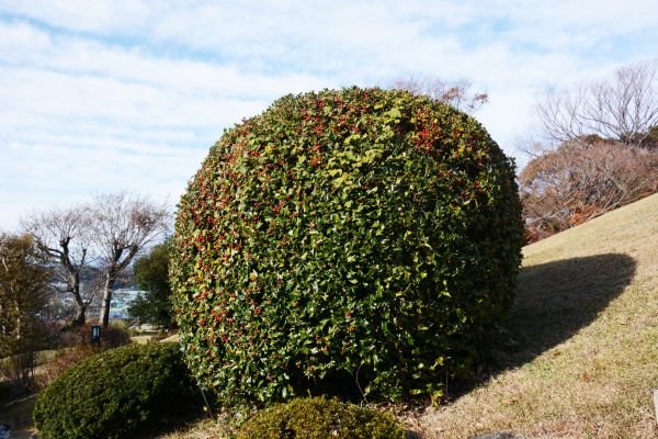 Holly Trimming in Gainesville