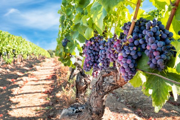 Grapevine Pruning in Gainesville