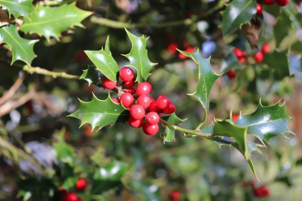 Holly Tree Trimming in Gainesville