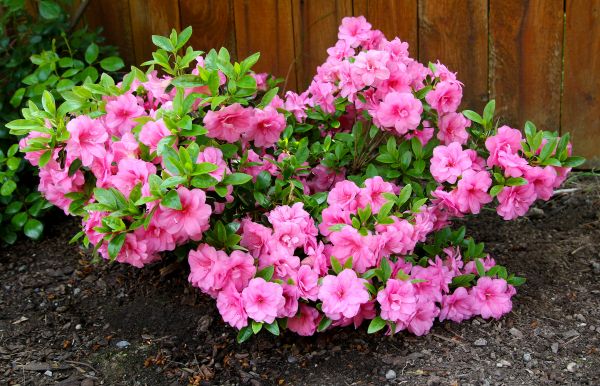Azaleas Removal in Gainesville