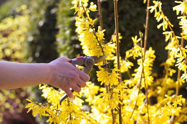 Forsythia Pruning in Gainesville