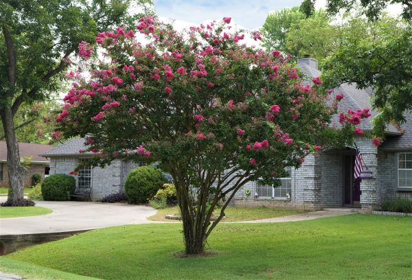 Crepe Myrtle Trimming in Gainesville