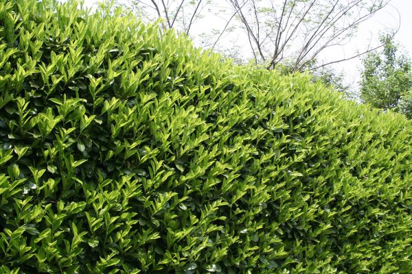 Laurel Shrub Removal in Gainesville