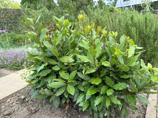 Laurel Hedge Removal in Gainesville