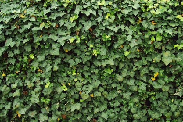 Ivy Pruning service in Gainesville