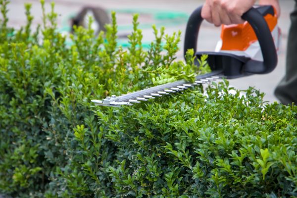 Evergreen Hedge Trimming in Gainesville