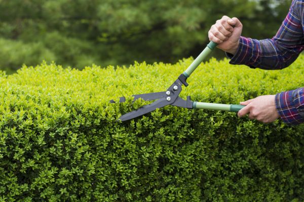 Evergreen Shrub Pruning in Gainesville