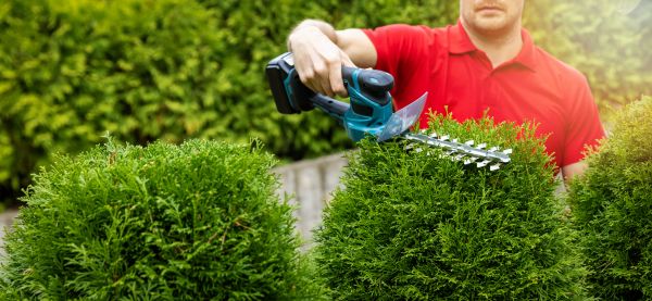 Hedge Shaping Service in Gainesville