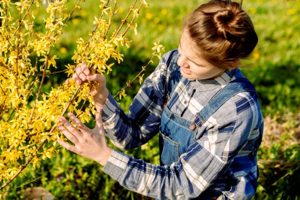 Forsythia Trimming in Gainesville