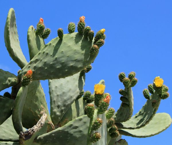 Cactus Removal in Gainesville