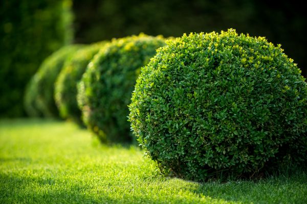 Boxwood Shaping in Gainesville