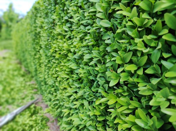 Boxwood Pruning in Gainesville