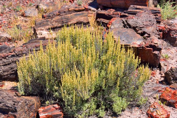 Sagebrush Removal in Gainesville