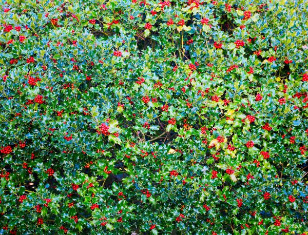 Holly Bush Removal in Gainesville