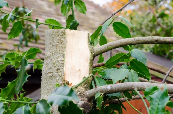 Holly Tree Removal in Gainesville