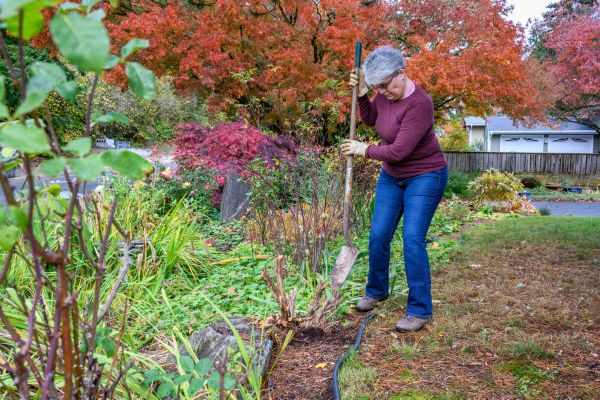Dead Bush Removal in Gainesville