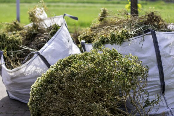 Dead Shrub Removal in Gainesville