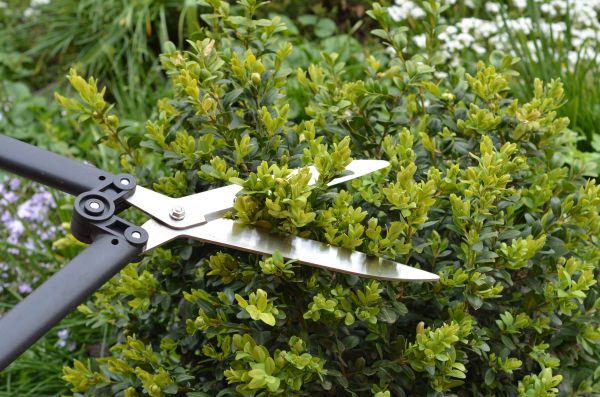 Boxwood Trimming in Gainesville