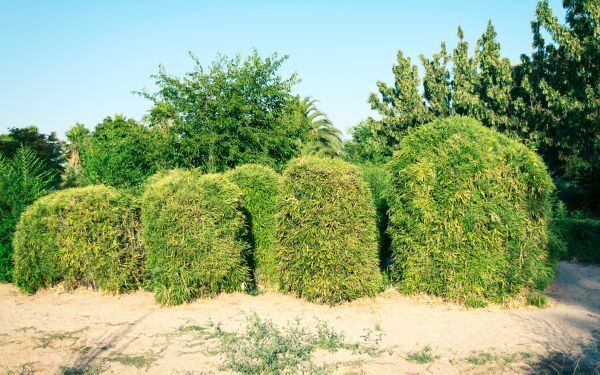 Bamboo Hedge Removal in Gainesville