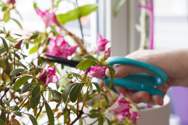 Azalea Pruning in Gainesville