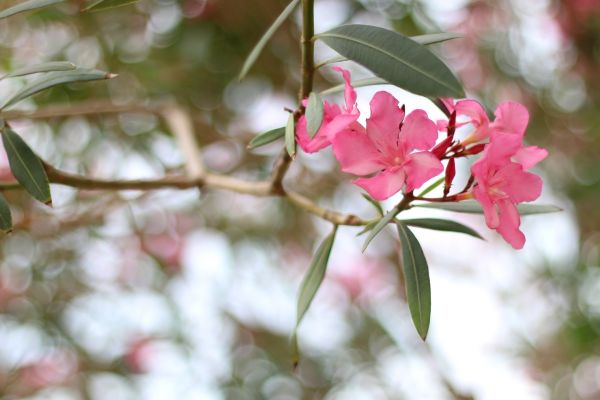 Oleander Removal in Gainesville