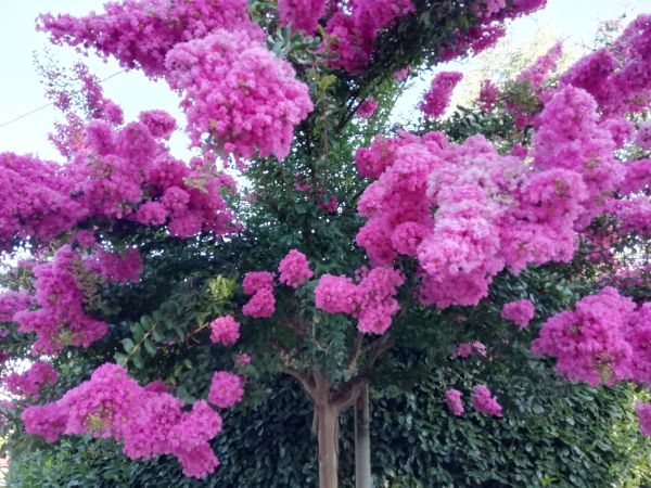 Crape Myrtle Pruning in Gainesville