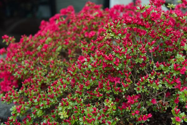 Weigela Removal Service in Gainesville