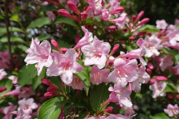 Weigela Pruning Service in Gainesville