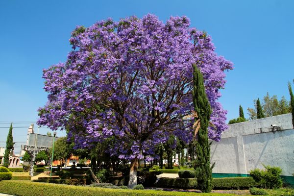 Jacaranda Pruning in Gainesville