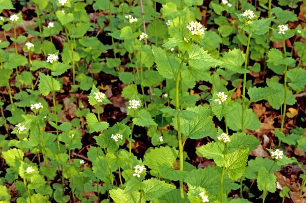 Garlic Mustard Removal in Gainesville