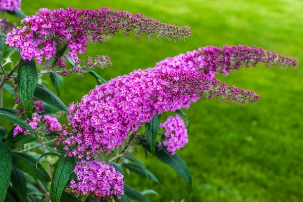 Butterfly Bush Removal in Gainesville