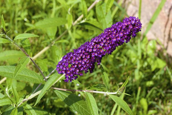 Butterfly Bush Pruning in Gainesville