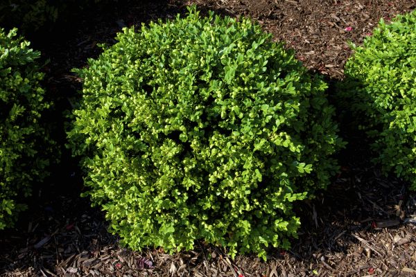 Boxwood Removal in Gainesville