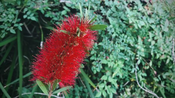 Bottlebrush Pruning in Gainesville